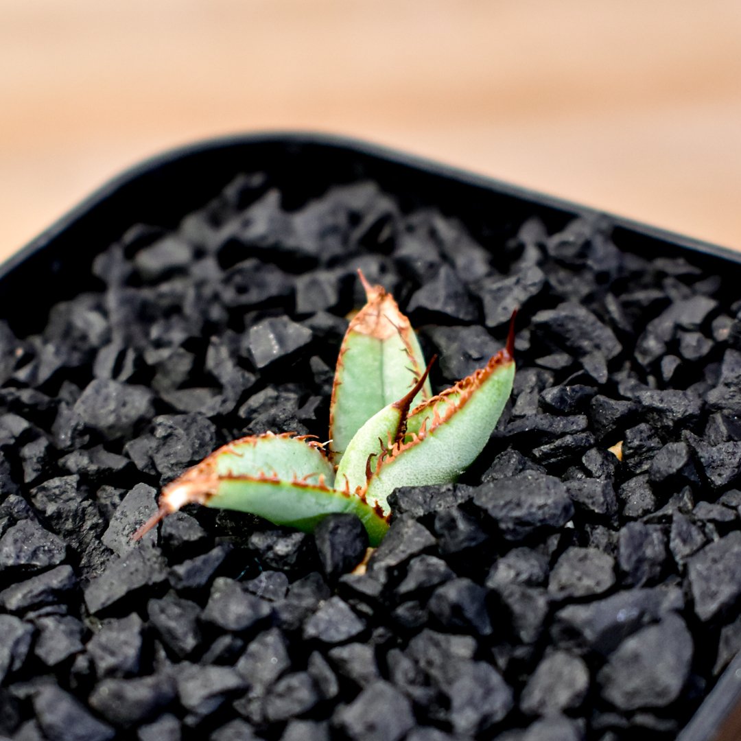 アガベ Dennis051 中株　デニス株 アガベ Dennis051 中株 デニス株 Yahoo!オークション - 親株出品