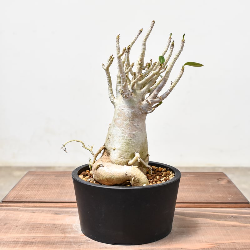 アデニウム アラビカム 【発根済み】GM2400431(T) | RAFLUM / ラフラム