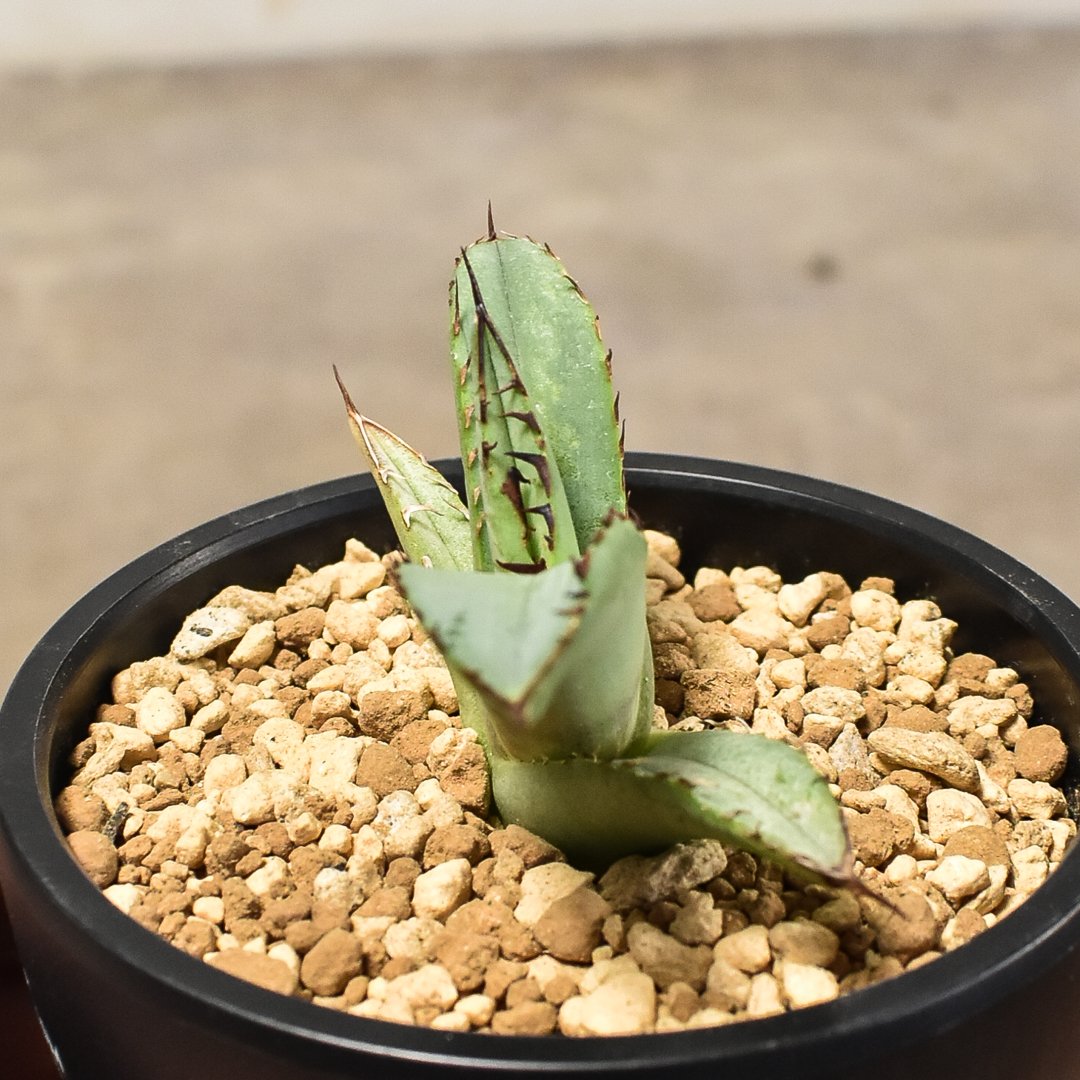 saltydog大株○メルカリ便 アガベ チタノタ ソルティドッグ アガベ