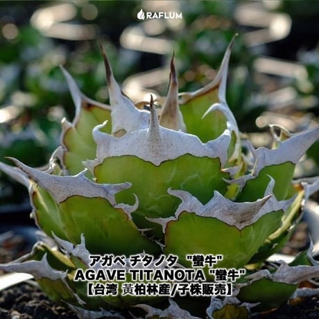 アガベ チタノタ "蠻牛" 【台湾 Berlin産/抜き苗販売/子株】2 BE2402312(T)