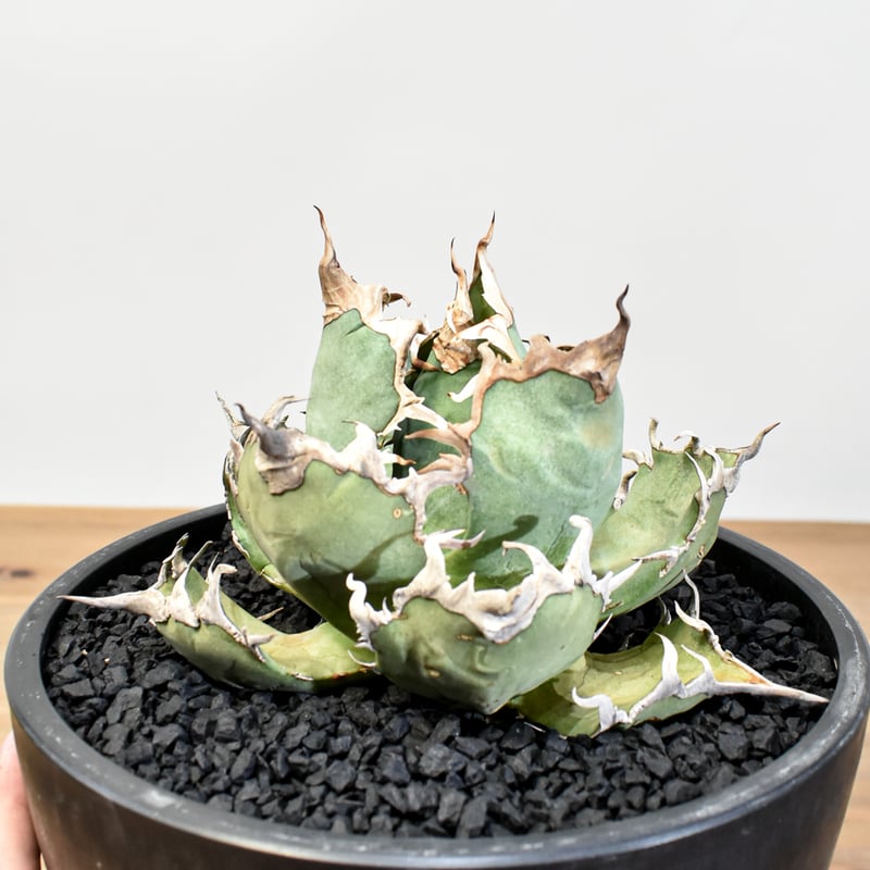 中株 アガベ チタノタ シーザー