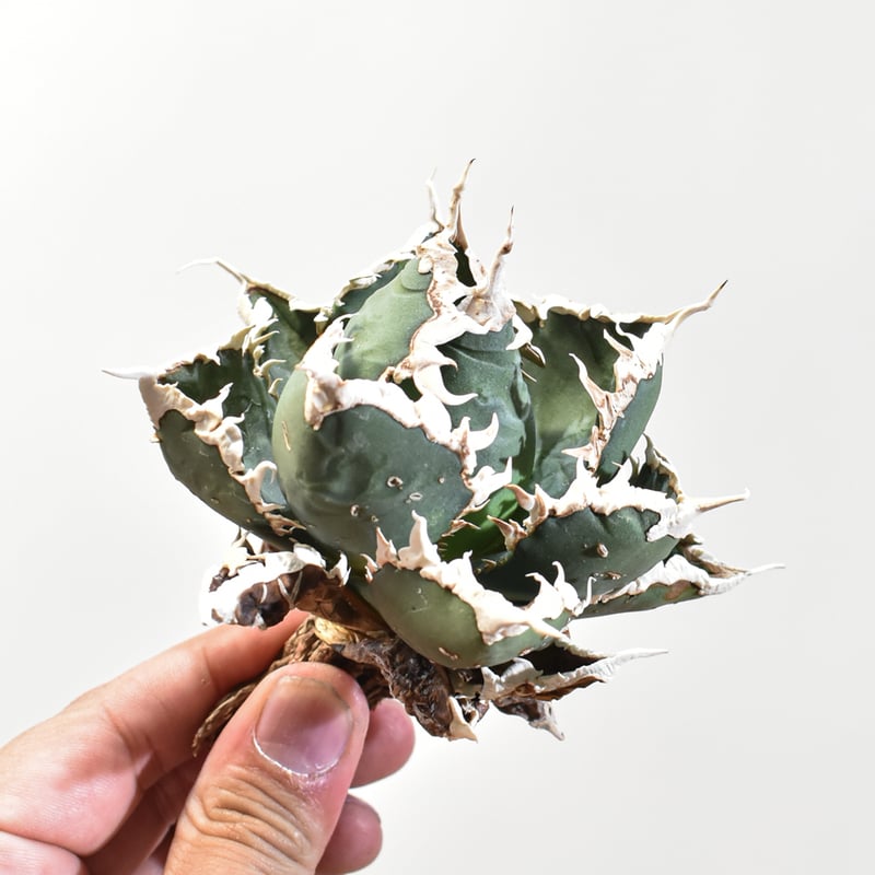 アガベ チタノタ 