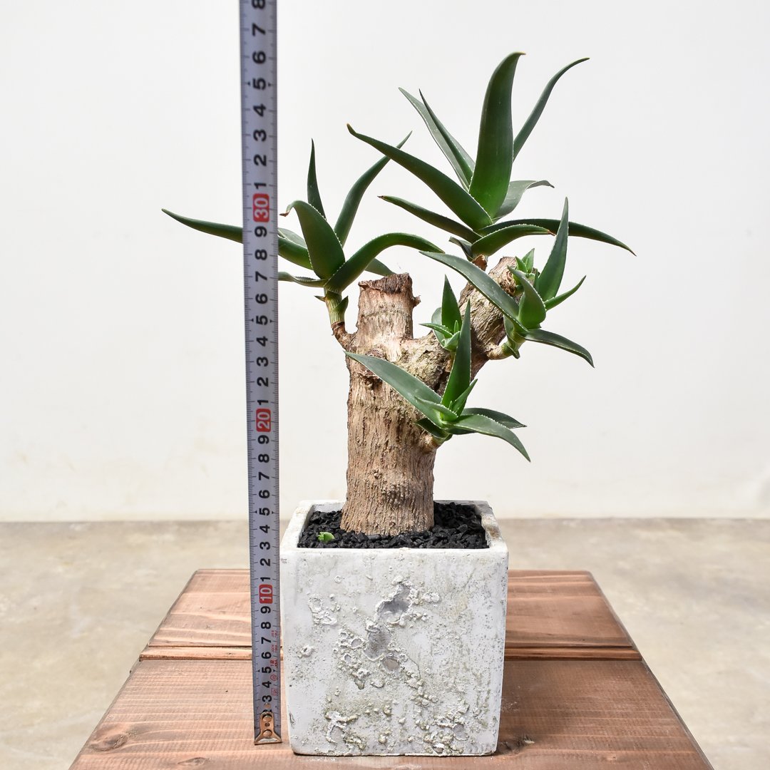 【現品】アロエ・ストリアツラ　耐寒性の高いアロエ　9号　CA番 現品】アロエ・ストリアツラ 耐寒性の高いアロエ 9号 超大株 v19番