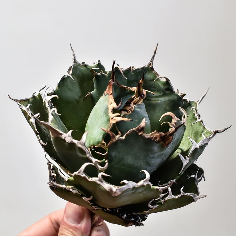 アガベ チタノタ 白鯨 