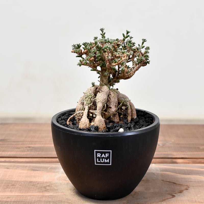 トリコディアデマ ブルボスム 