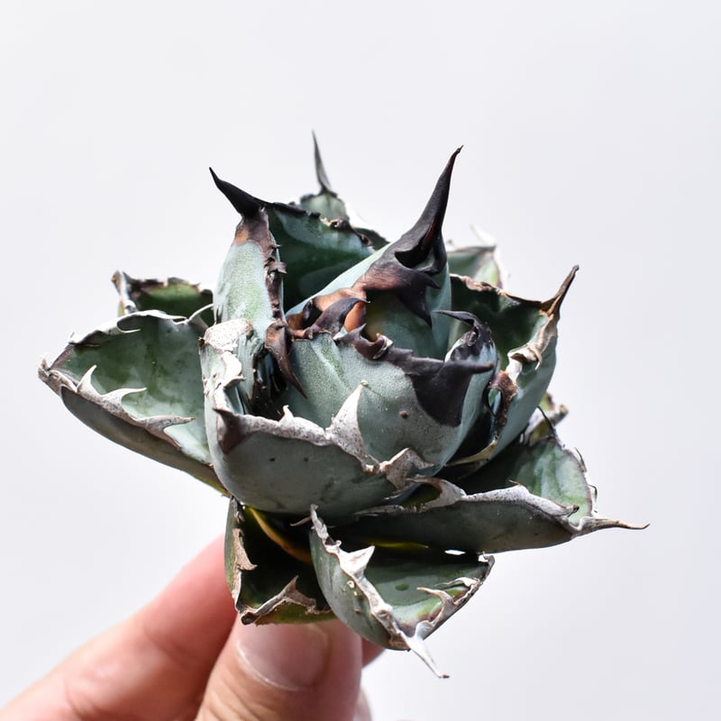 アガベ チタノタ ブラックアンドブルー 龍球會産 BB 大株 1️⃣ アガベ チタノタ ブラックアンドブルー/bb-34 | アガベ専門店