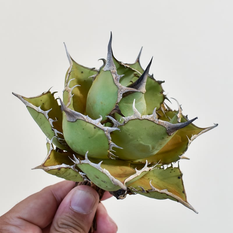 アガベ チタノタ 熊猫 パンダ MASSES TYPE-5 STEEL Sサイズ アガベ チタノタ 熊猫 パンダ 多肉植物 小さな庭の管理人 通販