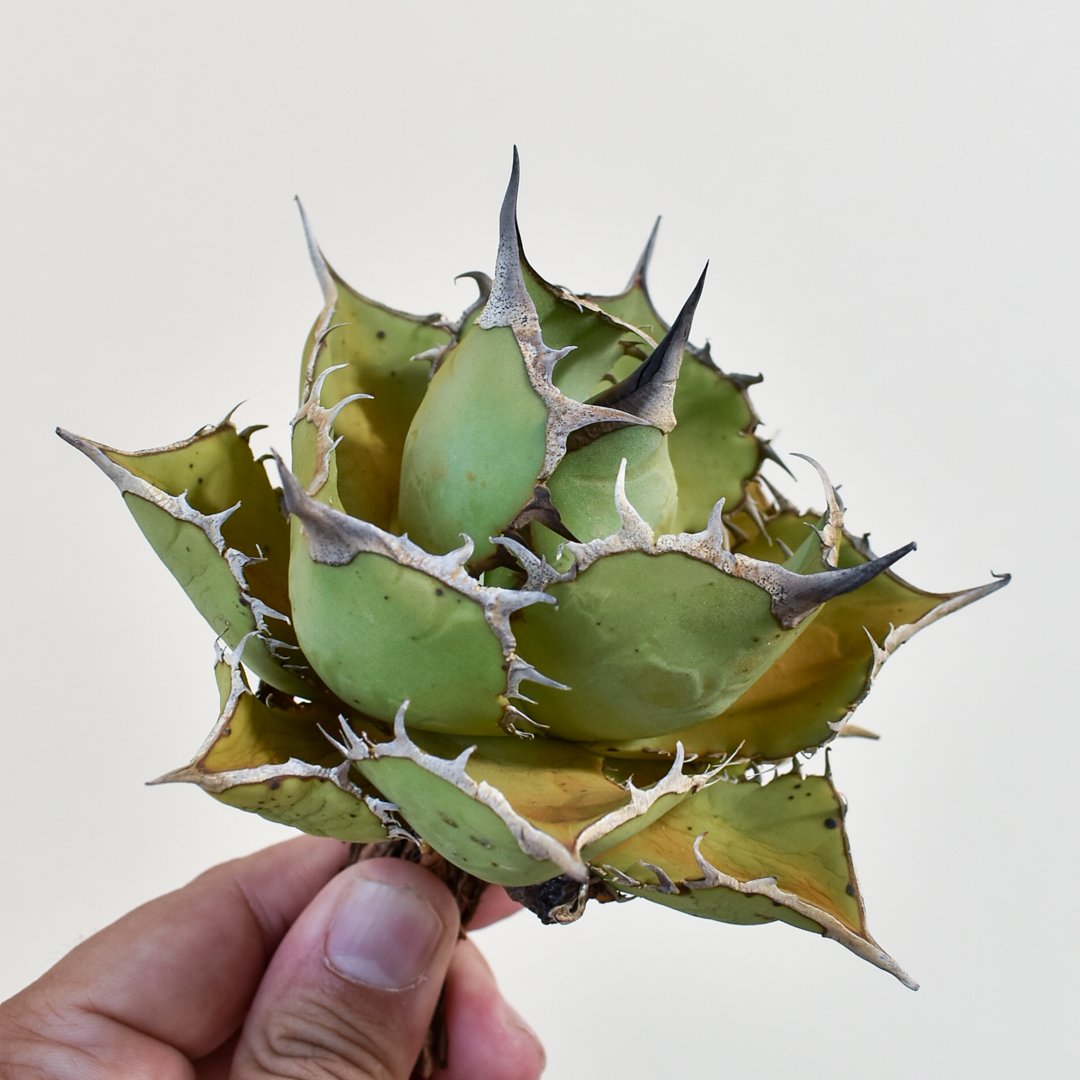 非売品級【台湾産】アガベ チタノタ パンダ　ドラゴンアガベ　熊猫 非売品級【台湾産】アガベ チタノタ パンダ ドラゴンアガベ 熊猫 精品