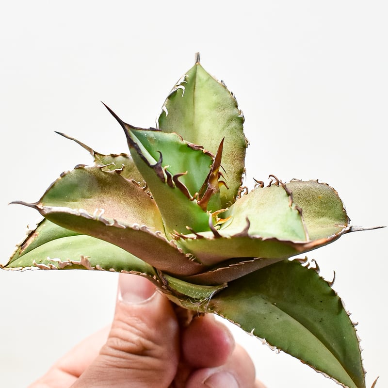 アガべ チタノタ 