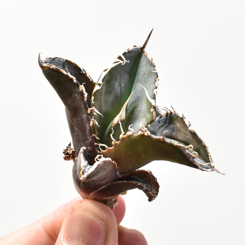 レア品種】アガベ チタノタ 