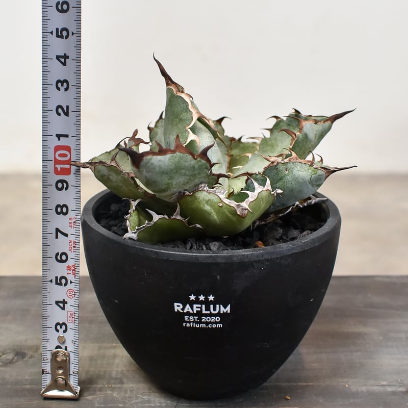 アガベ チタノタ ブラックアンドブルー 