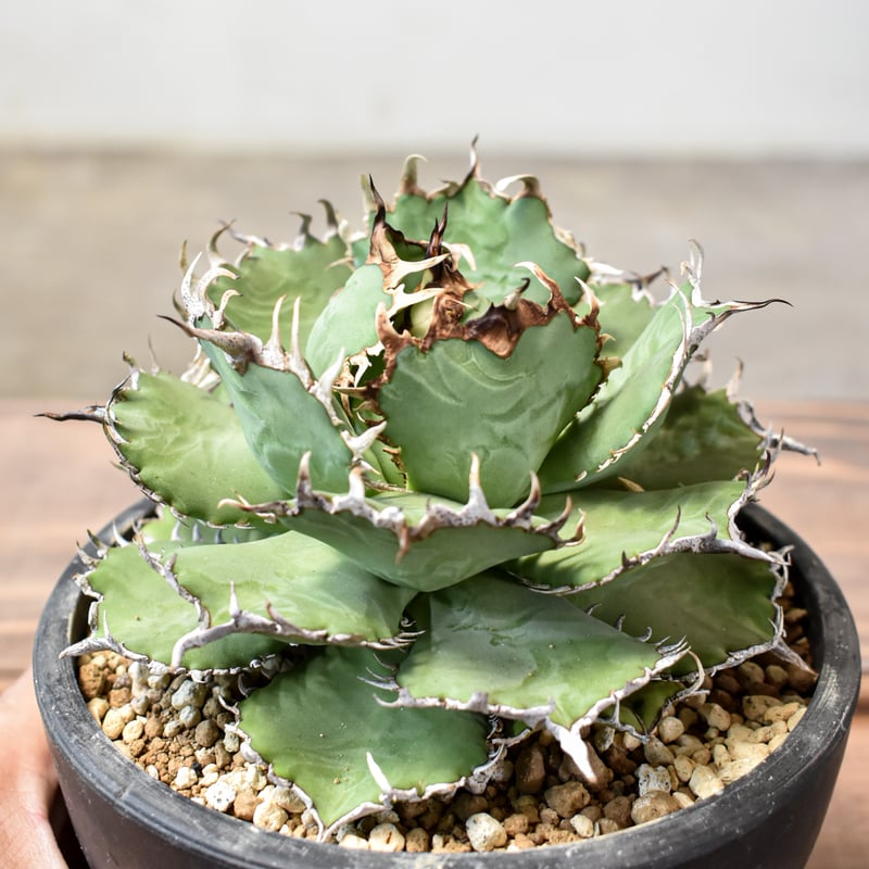 アガベ チタノタ 白鯨 厳選コンパクト コレクション株 ボールタイプ アガベ チタノタ 白鯨 厳選コンパクト コレクション株 ボールタイプ