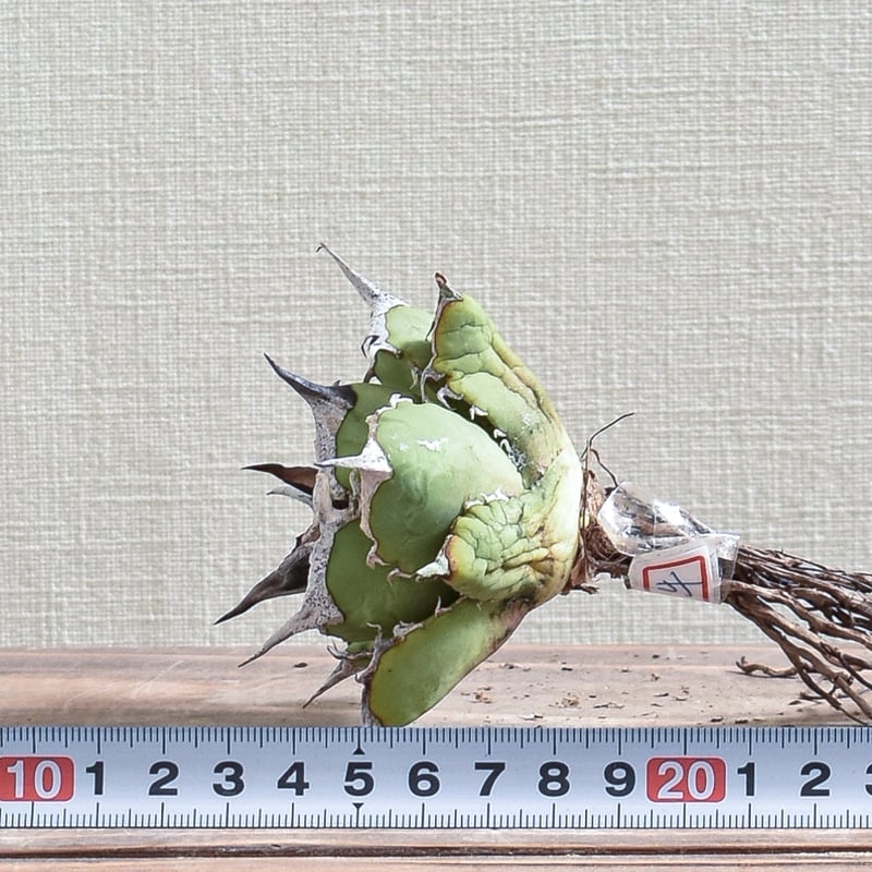 アガベ チタノタ 