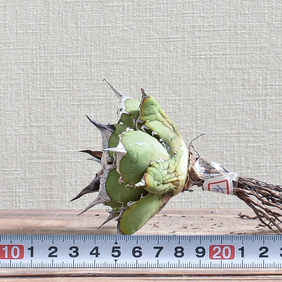 アガベ チタノタ 