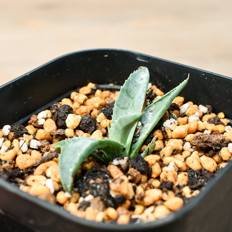 アガベ ハイブリット 