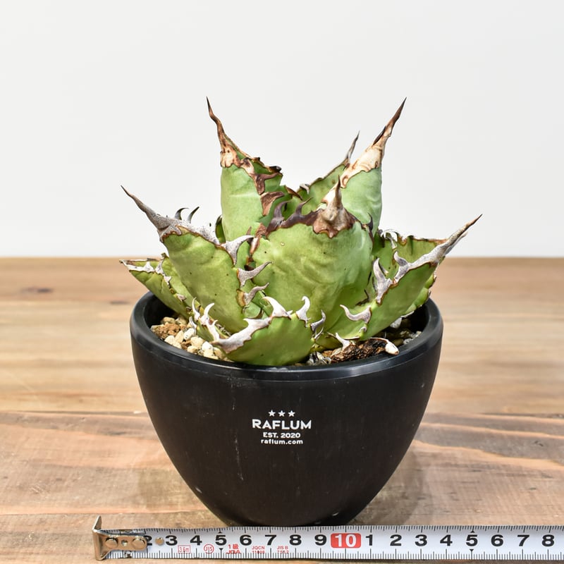 agave titanota cheater 猟豹 agave titanota cheater 猟豹