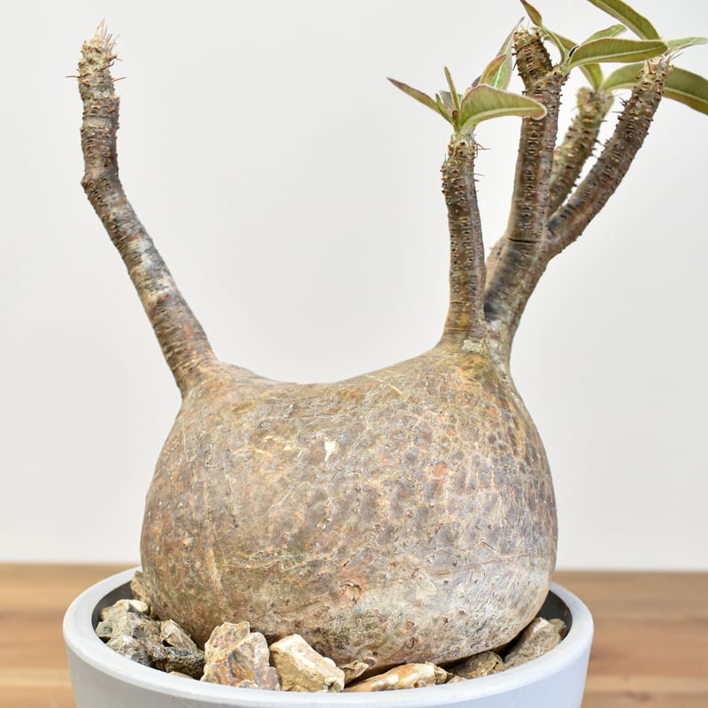 パキポディウム バロニー 検索 グラキリス パキプス コミフォラ