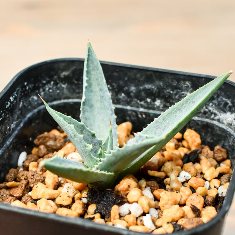 こ*う様 アガベ 特白肌怒雷神×血妖 子株 アガベ 特白肌怒雷神×血妖 子株 ⚡️Agave hybrid⚡️ 血羅刹 特