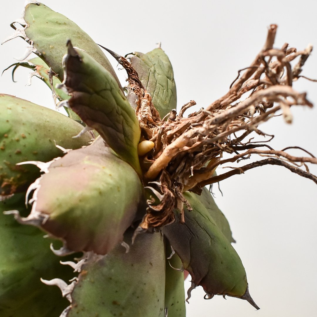 アガベ チタノタ シーザー コレクション株 抜き苗
