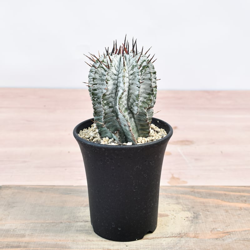 ユーフォルビア　特大 オールド】特大 ユーフォルビア・オベサ Euphorbia obesa - HANS 多肉