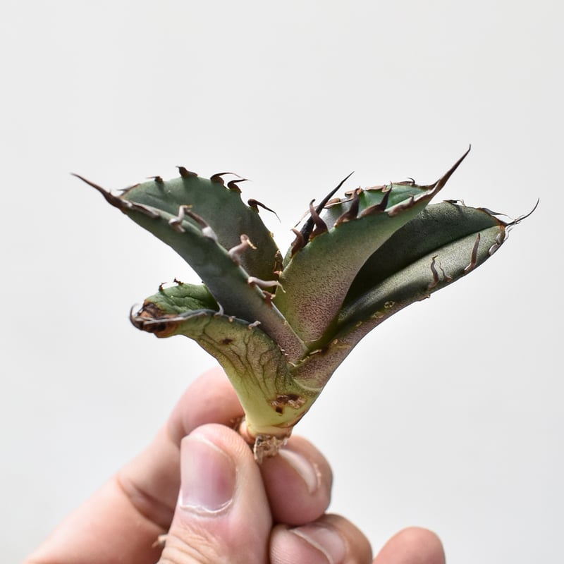 アガベ チタノタ 