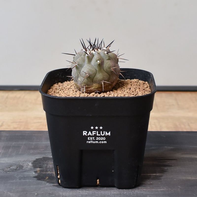 Copiapoa cinerea コピアポア・シネレア 黒王丸