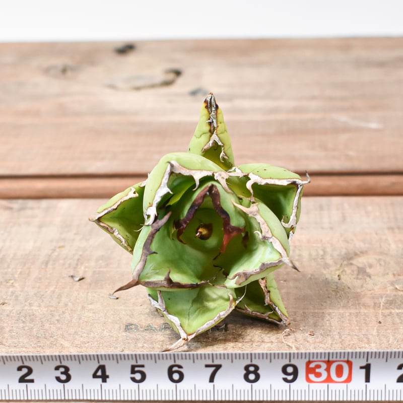 アガベ チタノタ 