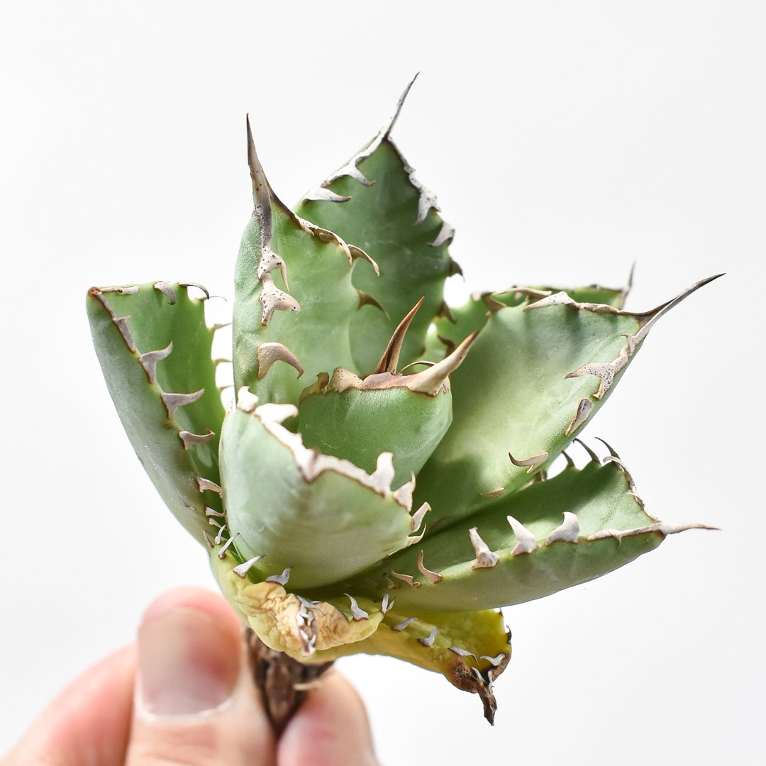 アガベ Dennis hybrid 甲妖x鬼爪（isthmnensis x utahensis