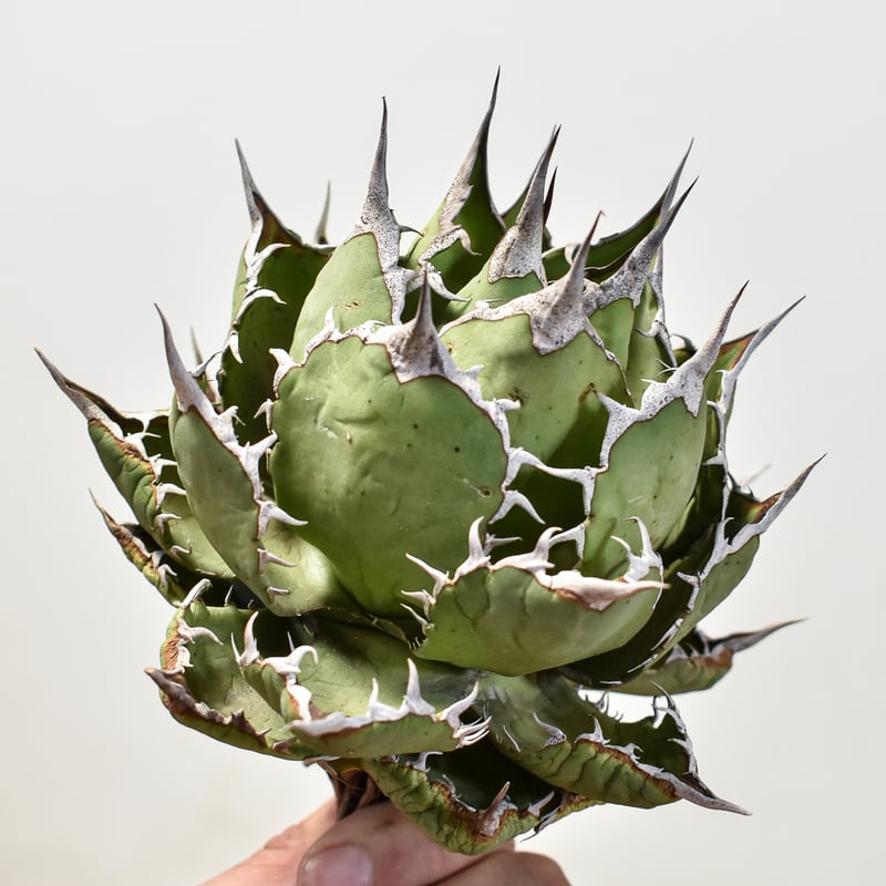 【DRAGON AGAVE産】AGAVE TITANOTA 火鳳凰 OC株 アガベ チタノタ 