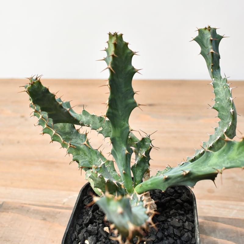 ユーフォルビア クラビゲラ【実生】 RFHK25011506 | RAFLUM / ラフラム