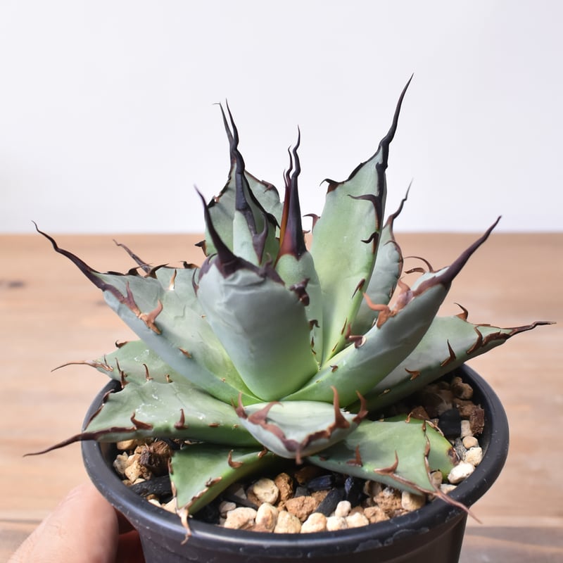 アガベ ハイブリット 象牙妖炎×黑帝斯 / エボリスピナ×ハデス 