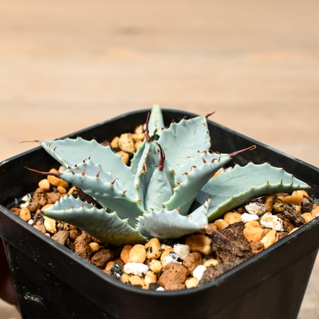 アガベ ハイブリット 日系イシスメンシス×象牙妖炎（陽炎エボリ）【台湾botanical_seeker産】RF25011385