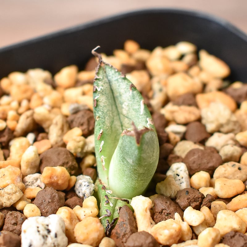 アガベ 　雪豹　子株 アガベ チタノタ 