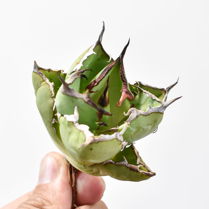 アガベ チタノタ 