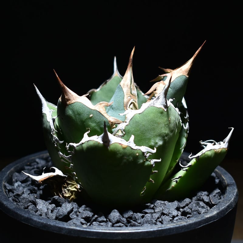 【極レア】アガベ　ソブリア　フレイレンシス 種子] アガベ フレイレンシス Agave sobria ssp. frailensisの