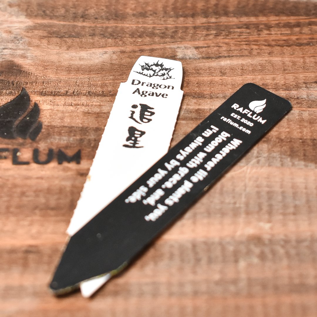 アガベ チタノタ 