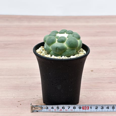 コリファンタ 刺無象牙丸 【カキ仔】RFHK-302