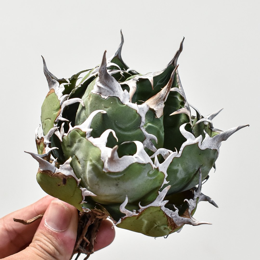 6多肉植物アガベ チタノタ白鯨5株 7-10CM 観葉植物 - アガベ 