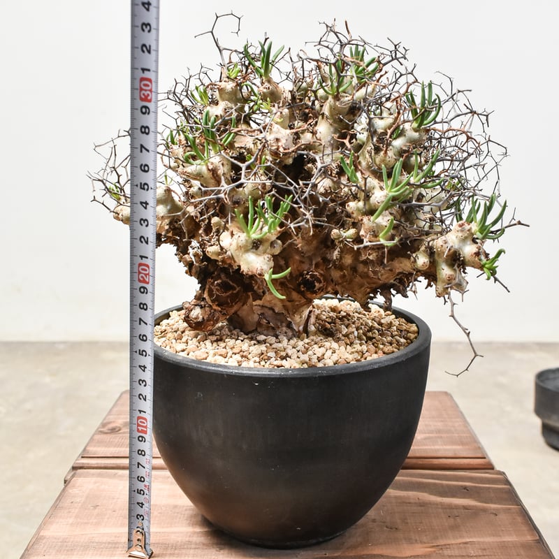 発根済｜万物想(芽吹き中)手乗りサイズ　鉢付き・塊根植物 発根済｜万物想(芽吹き中)手乗りサイズ 鉢付き・塊根植物 チレコドン