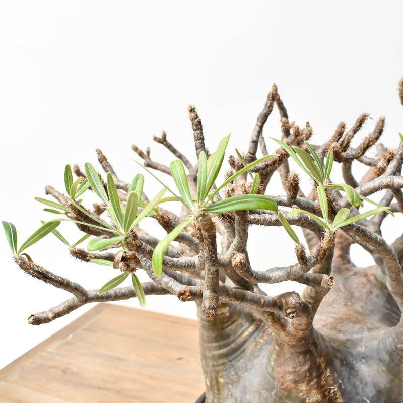 RAFLUMコレクション】パキポディウム グラキリス 