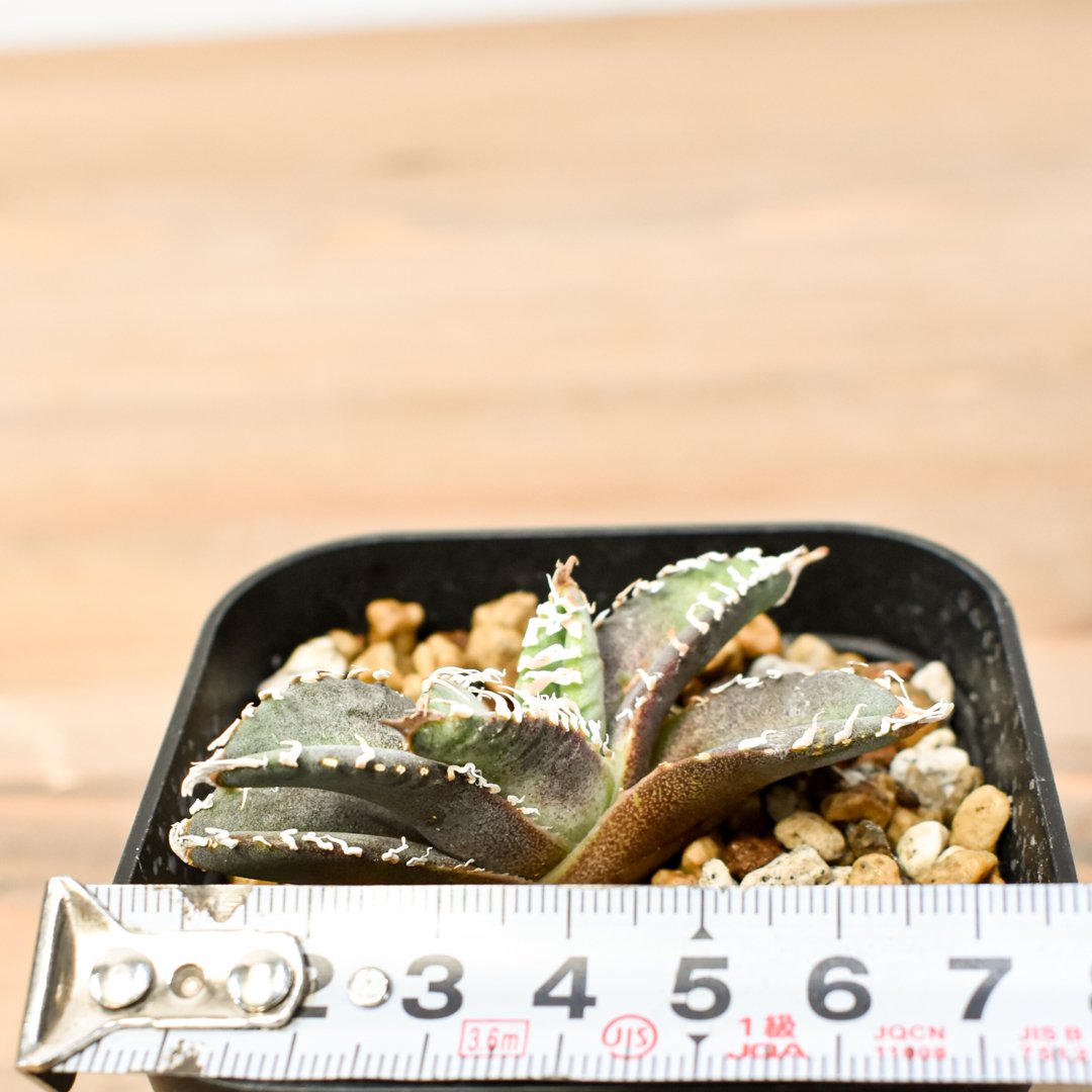 アガベ チタノタ ゴジラ 