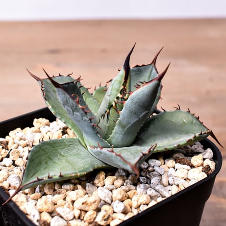 アガベ ハイブリット （パラサナ、イシスメンシス）× 曙光【台湾botanical_seeker産】I RF25011569