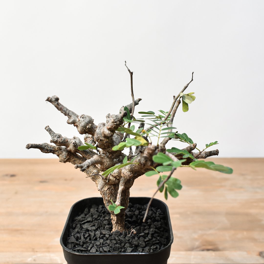 センナ メリディオナリス RFHK25011489 | RAFLUM / ラフラム｜東京、