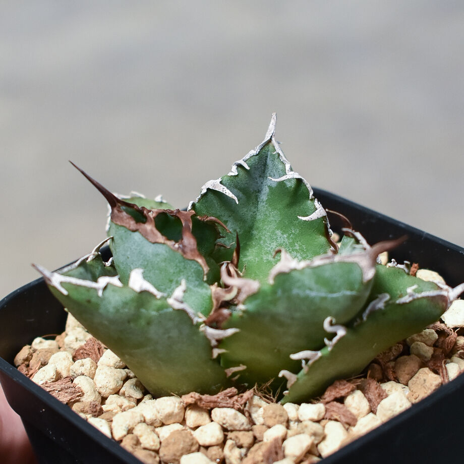 アガベ チタノタ 