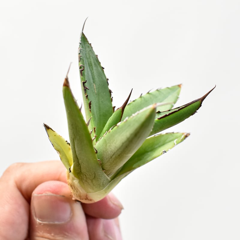 アガベ Dennis ハイブリッド 笹之雪x嚴龍（026鬼爪）【台湾DENNIS産