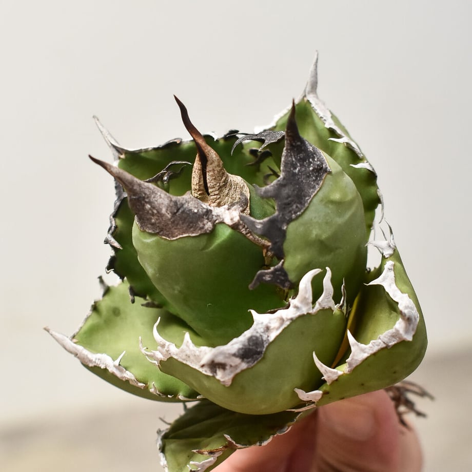 65363f4862289b02004e77f3