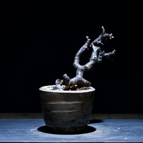 STORES 塊根植物の検索結果