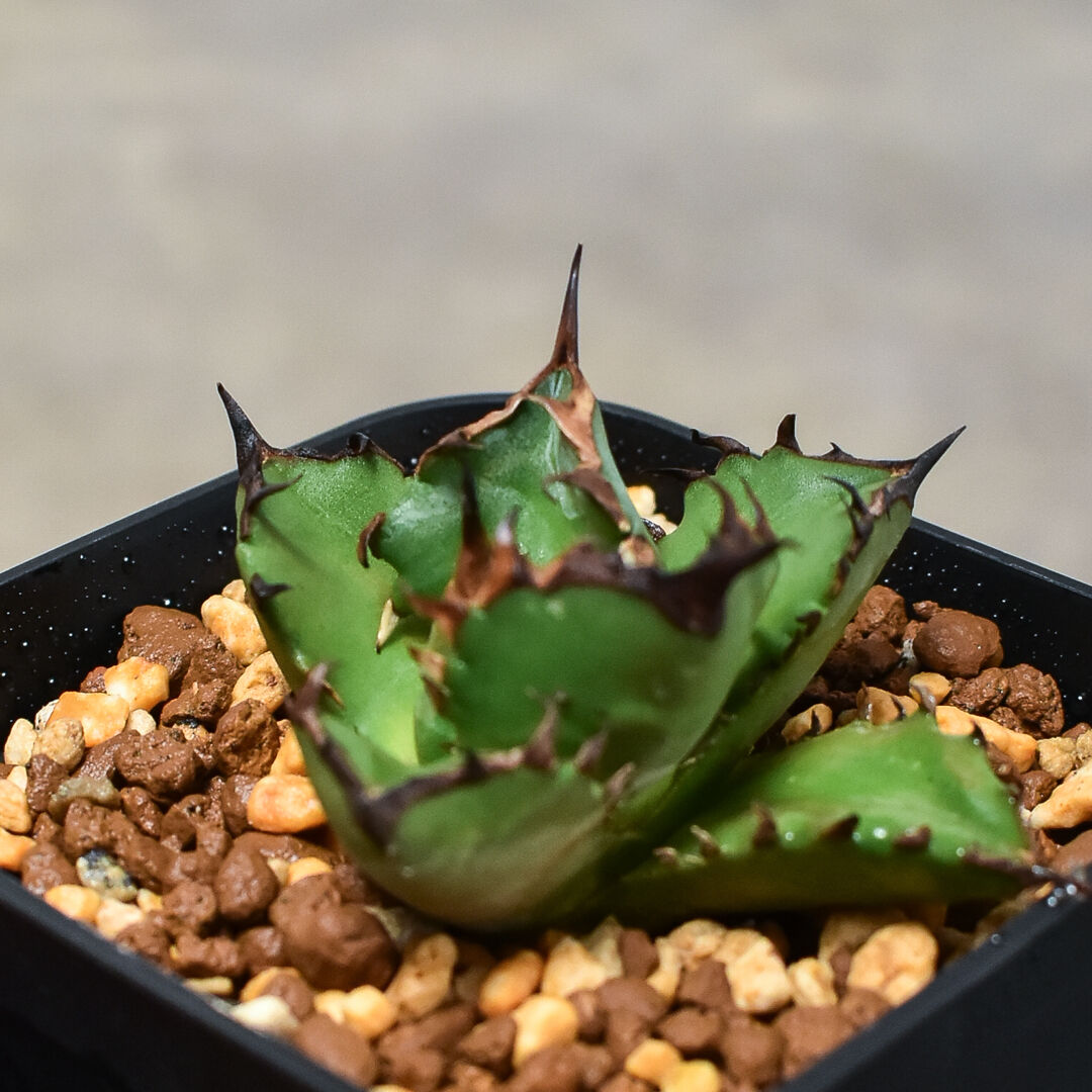 アガベ チタノタ ドワーフ 