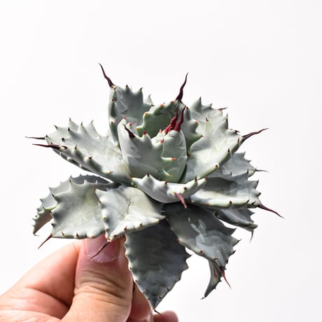 アガベ ハイブリット アメリカ白銀甲蟹(美系白銀)×象牙妖炎【台湾botanical_seeker産/選抜株】RF25011800