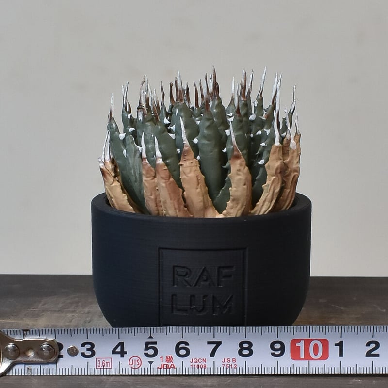 植物フィギュア】RAFLUM × LOBINDON【Agave utahensis var.